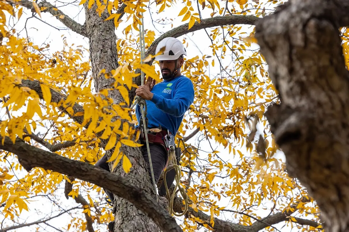 Skilled Tree Pruning crew working in Williams